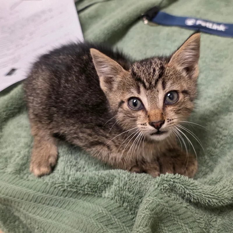 A baby small-sized male Brown / Chocolate Domestic Short Hair cat named Reno for adoption in Bristol, IN