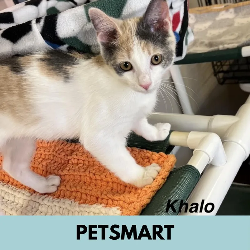 Khalo