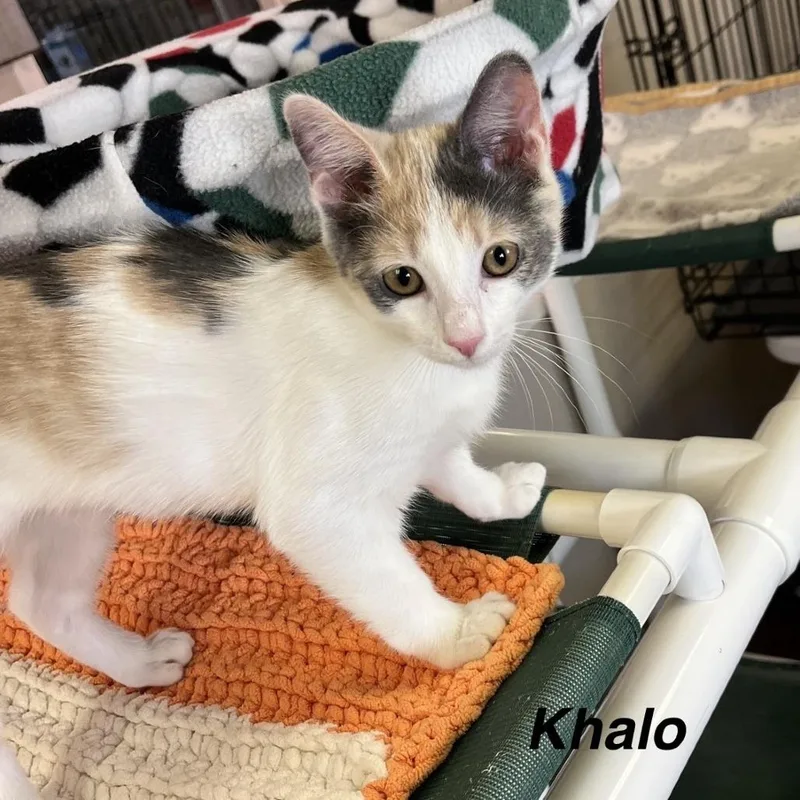 Khalo thumbnail 2