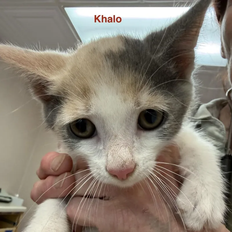 Khalo thumbnail 3