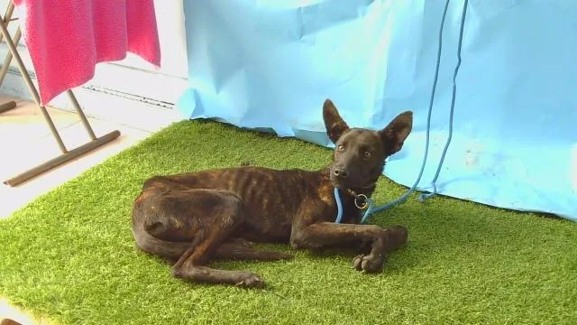 A young small-sized female Belgian Shepherd / Malinois dog named Raspberry for adoption in Agoura, CA
