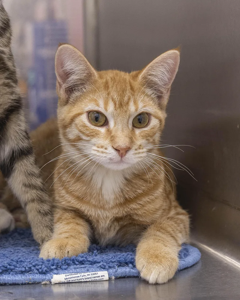 A baby medium-sized male Tabby (Orange / Red) Tabby cat named Rex for adoption in Millville, UT