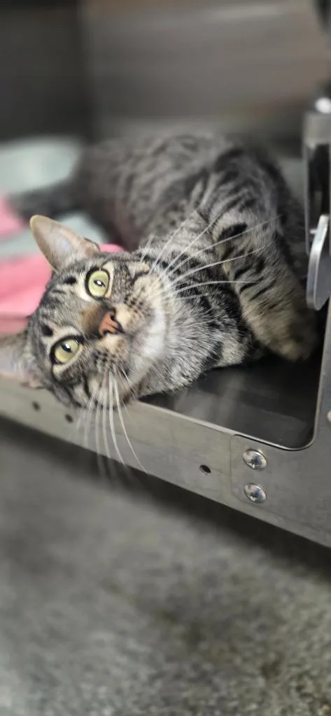 A young medium-sized male Domestic Short Hair cat named Xander for adoption in Spooner, WI