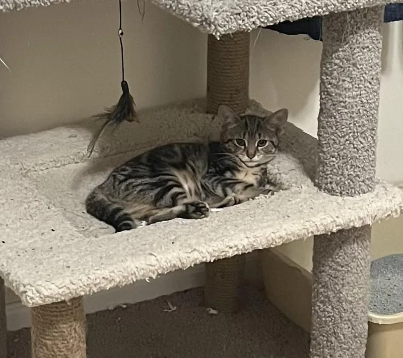 A baby small-sized male Brown / Chocolate Domestic Short Hair cat named Nixon for adoption in Pittsburgh, PA