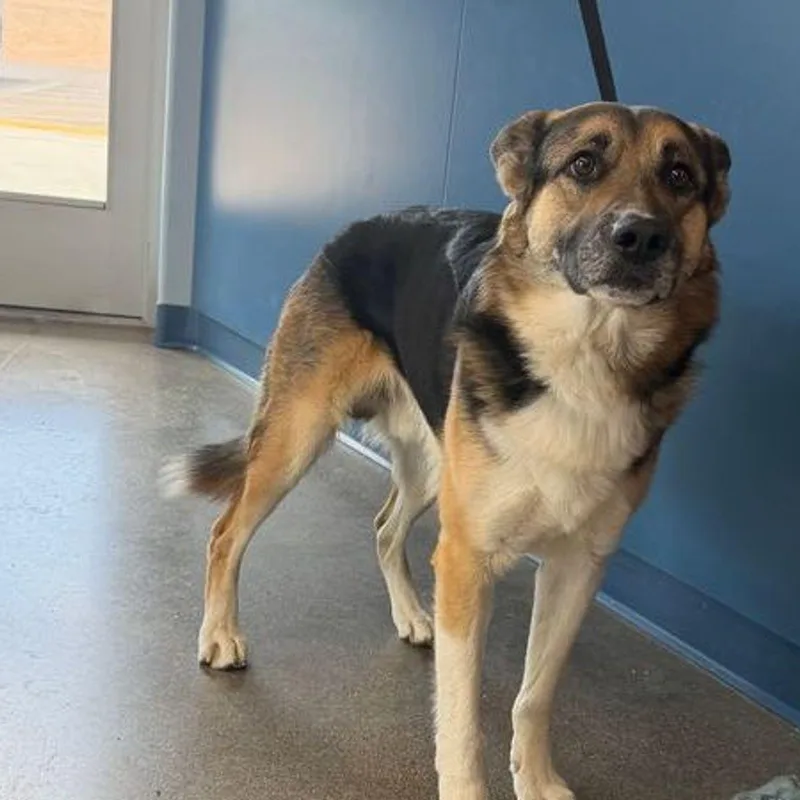 An adult large-sized male German Shepherd Dog dog named Diablofidget for adoption in Kingman, AZ