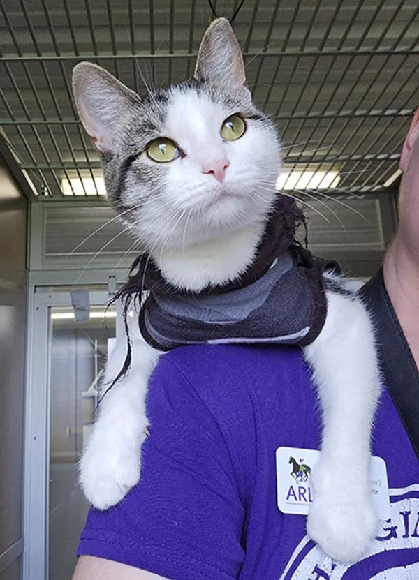 A young small-sized female Domestic Short Hair cat named Thistle for adoption in Des Moines, IA