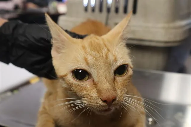 An adult medium-sized female Domestic Short Hair cat named Fizz for adoption in Columbia, SC