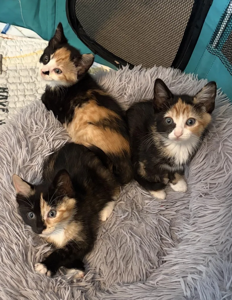 A baby medium-sized female Calico Domestic Medium Hair cat named Cleo  Caira & for adoption in Allentown, NJ