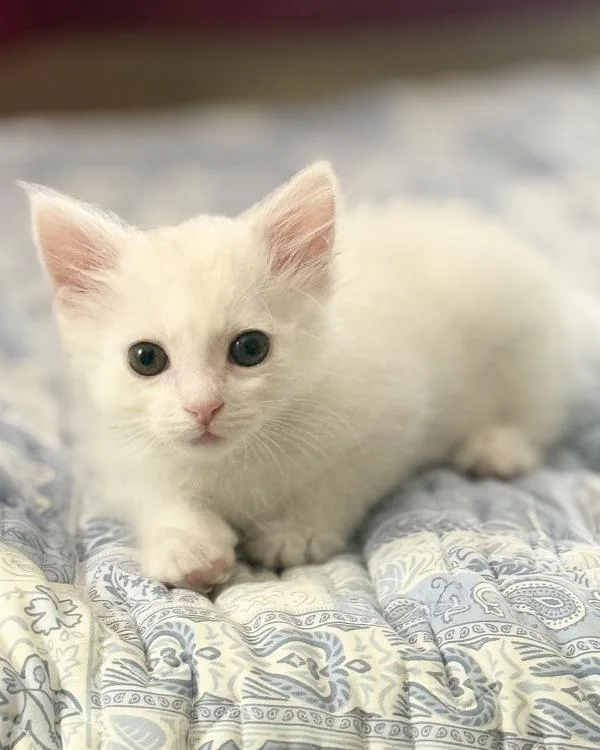 A baby small-sized male Domestic Medium Hair cat named Cuz for adoption in Novato, CA