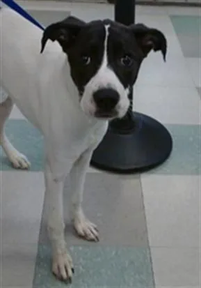 A young medium-sized female Australian Cattle Dog / Blue Heeler dog named A for adoption in Oklahoma City, OK