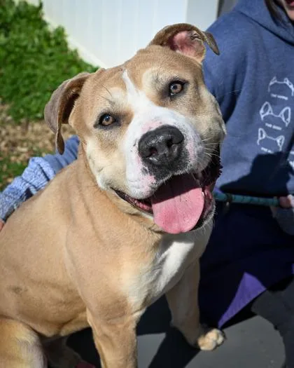 An adult large-sized male Mixed Breed dog named Pittman for adoption in Chamblee, GA