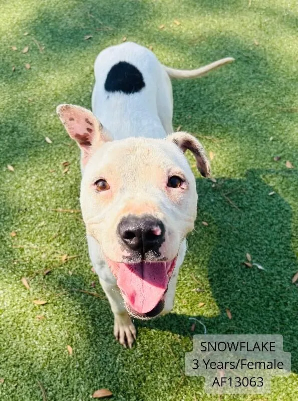 Snowflake thumbnail 2