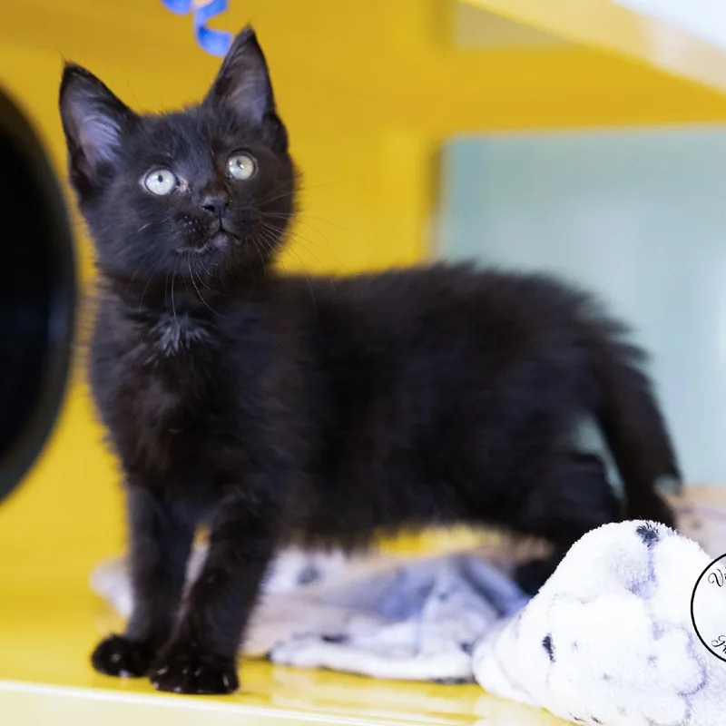 A baby small-sized male Black Domestic Medium Hair cat named Bixby for adoption in Abilene, TX