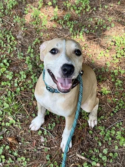 A young medium-sized female Mixed Breed dog named Alpina for adoption in Fort Walton Beach, FL