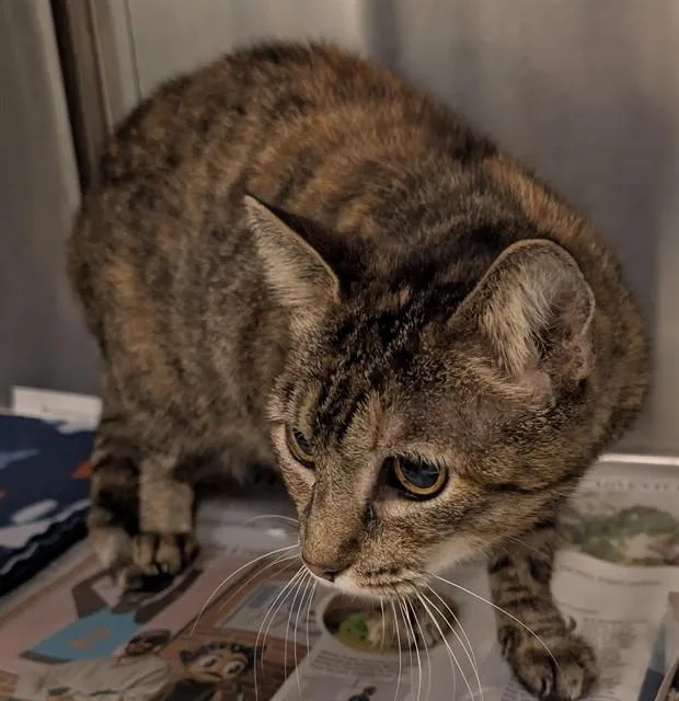 An adult medium-sized female Torbie cat named Kiwi A for adoption in Plano, TX