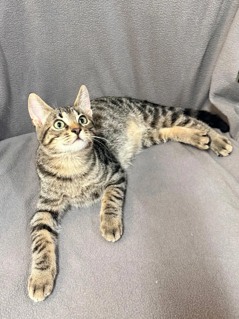 A baby medium-sized male Tabby (Gray / Blue / Silver) Domestic Short Hair cat named Lt. Dan for adoption in Solon, IA