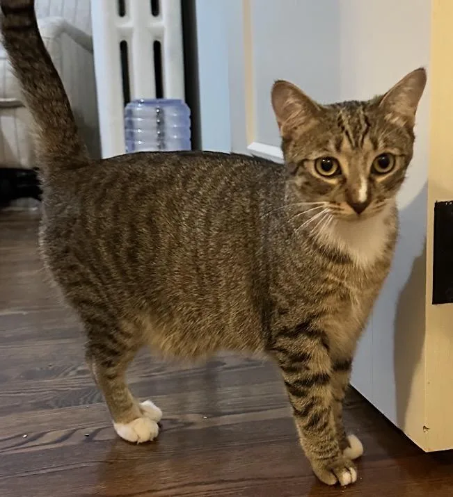 A baby medium-sized female Tabby (Buff / Tan / Fawn) Domestic Short Hair cat named Poppy for adoption in Buffalo, NY