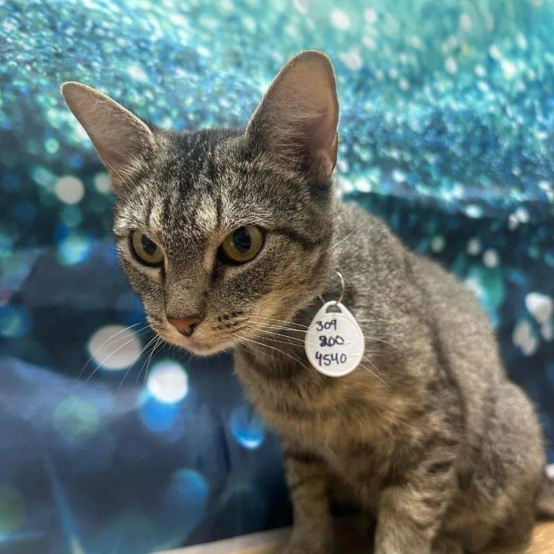 An adult medium-sized female Gray / Blue / Silver Domestic Short Hair cat named Connie for adoption in Normal, IL