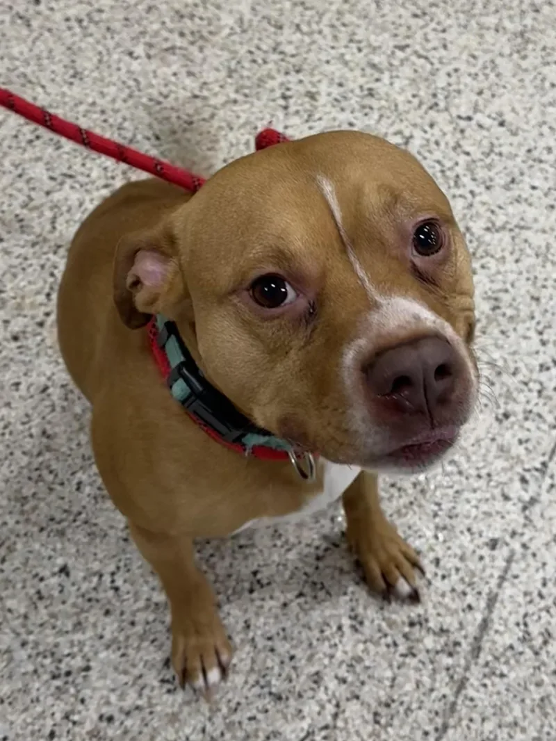An adult medium-sized male Pit Bull Terrier dog named Adler for adoption in Youngstown, OH