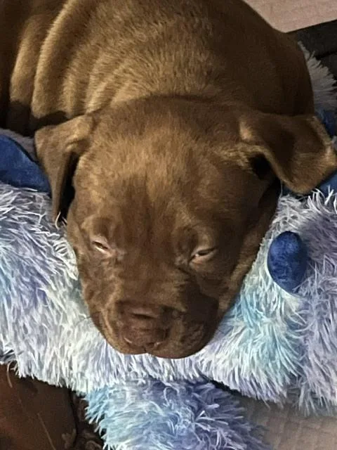 A baby medium-sized male Brown / Chocolate Mixed Breed dog named Shiloh for adoption in Clinton Township, MI