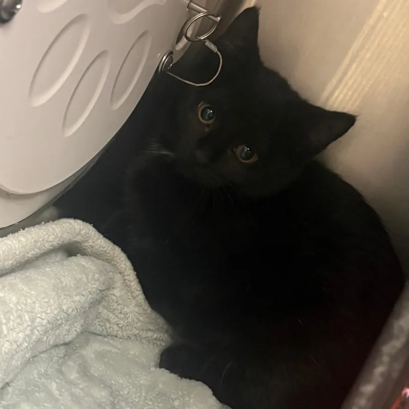 A baby small-sized female Domestic Short Hair cat named Clover for adoption in Brockton, MA