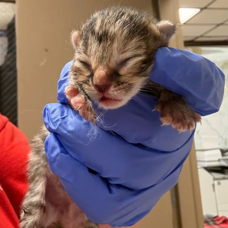 A baby small-sized male Brown / Chocolate Domestic Short Hair cat named Stanley for adoption in Birmingham, AL