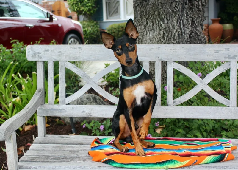 A young small-sized male Black Miniature Pinscher dog named Archie for adoption