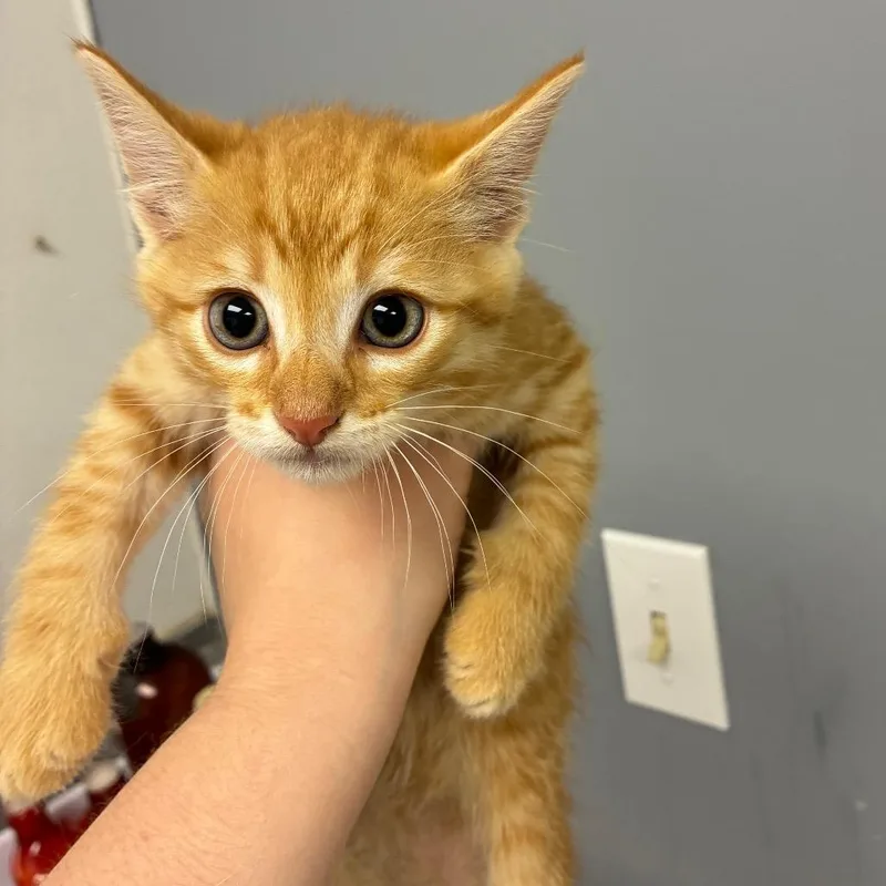 A baby small-sized male Orange / Red Domestic Short Hair cat named Johnny for adoption in Birmingham, AL