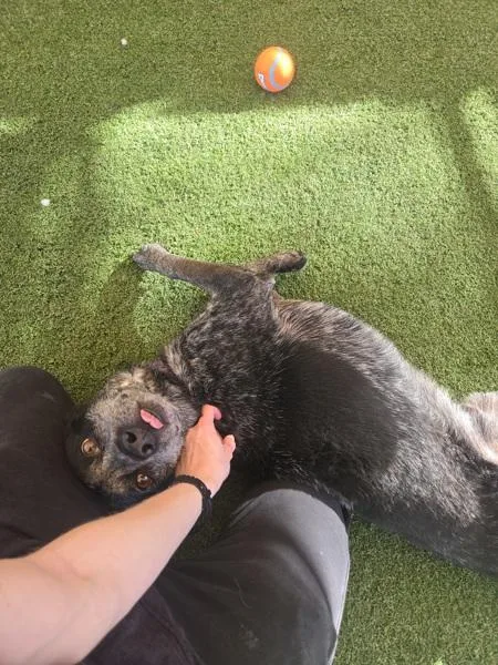 Marcello thumbnail 2