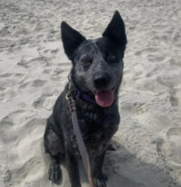 Marcello thumbnail 3