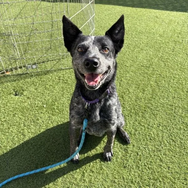 Marcello thumbnail 4