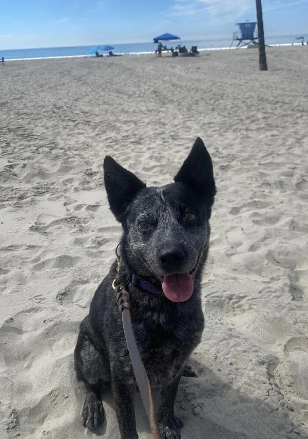 Marcello thumbnail 5