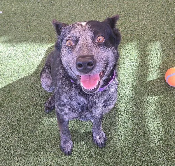 Marcello thumbnail 6