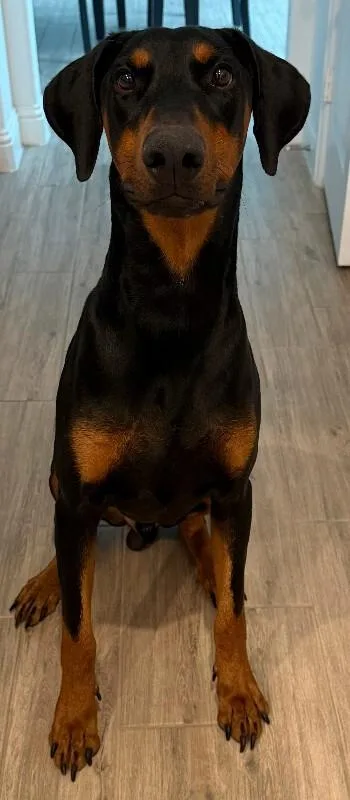 An adult medium-sized male Black Doberman Pinscher dog named Apollo for adoption in Katy, TX