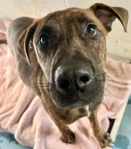 An adult large-sized male Mixed Breed dog named Wade for adoption in Gainesville, FL