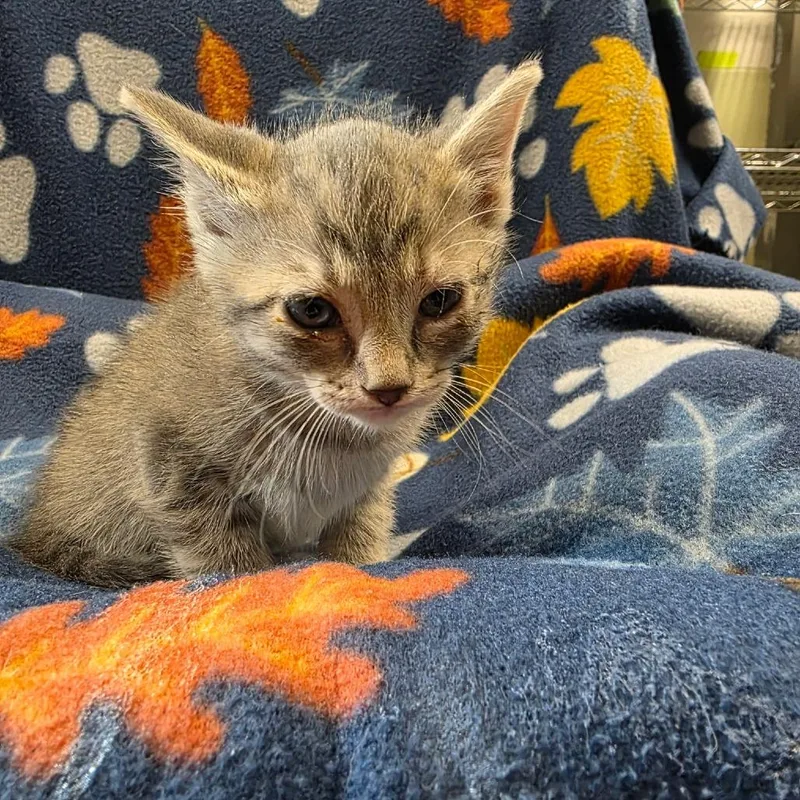A baby small-sized male Gray / Blue / Silver Domestic Short Hair cat named Senor Spaghetti for adoption in Eureka Springs, AR