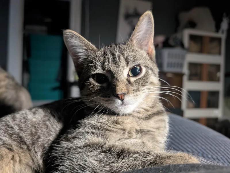 A baby medium-sized female Tabby (Brown / Chocolate) Domestic Short Hair cat named Fern for adoption in Lincoln, NE