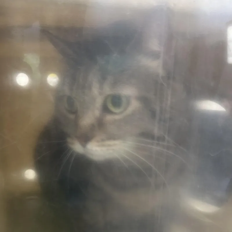 An adult small-sized female Calico Domestic Short Hair cat named Vera for adoption in Philadelphia, PA