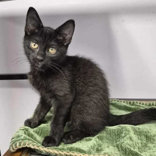 A baby small-sized female Black Domestic Short Hair cat named Nine Dollas for adoption in Davenport, IA