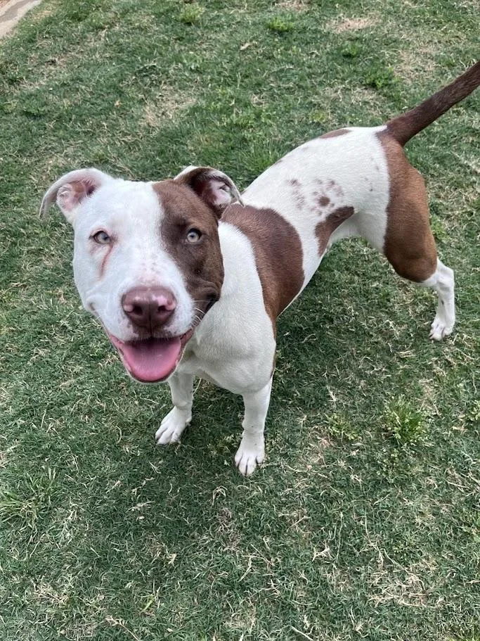 An adult medium-sized female Pit Bull Terrier dog named Indie A for adoption in Plano, TX