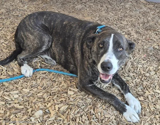 An adult large-sized female Greyhound dog named Loona for adoption in Albuquerque, NM