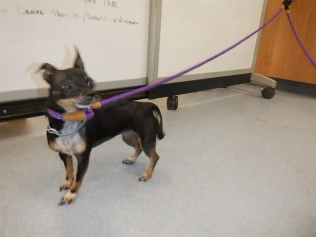 An adult small-sized female Chihuahua dog named Sophie for adoption in San Jose, CA