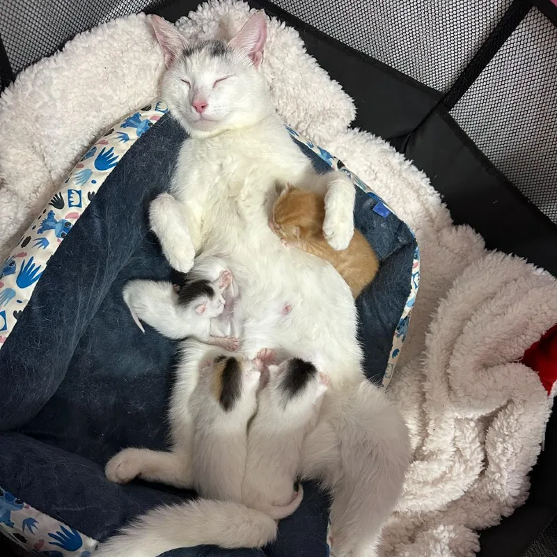 An adult small-sized female White Domestic Short Hair cat named Eartha Kitt for adoption in Oakton, VA