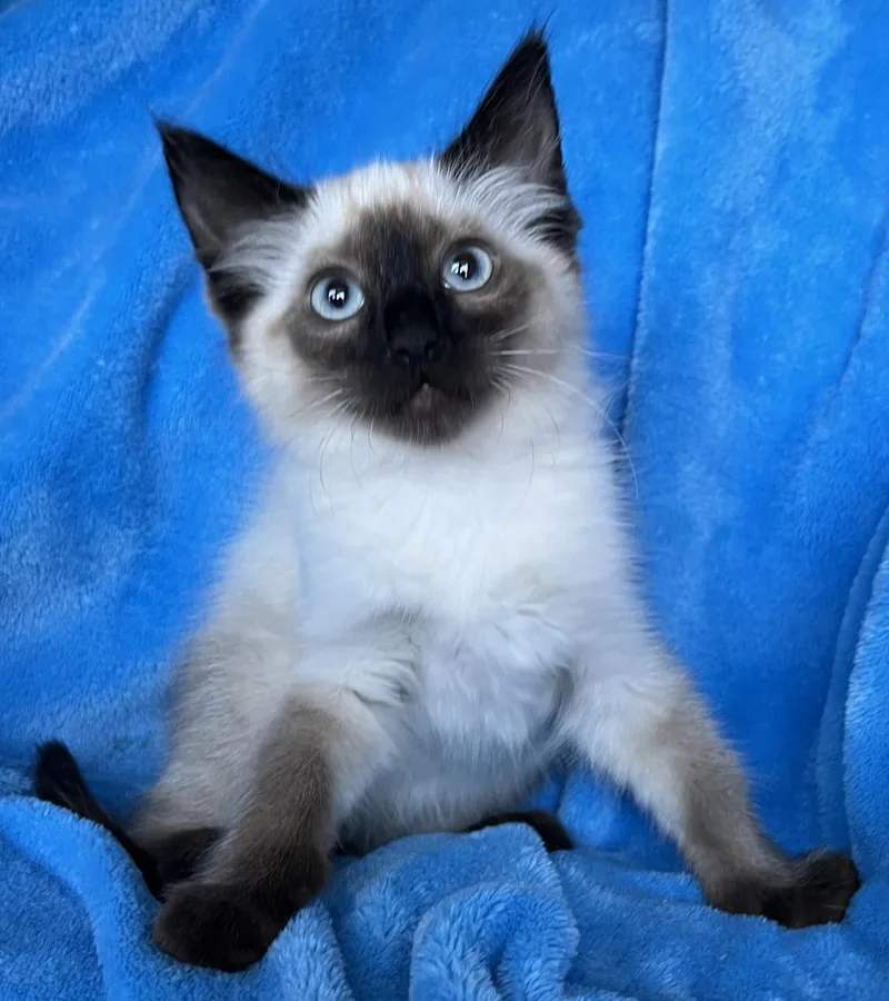 A baby medium-sized female Siamese cat named Foxie for adoption in Hood RIver, OR