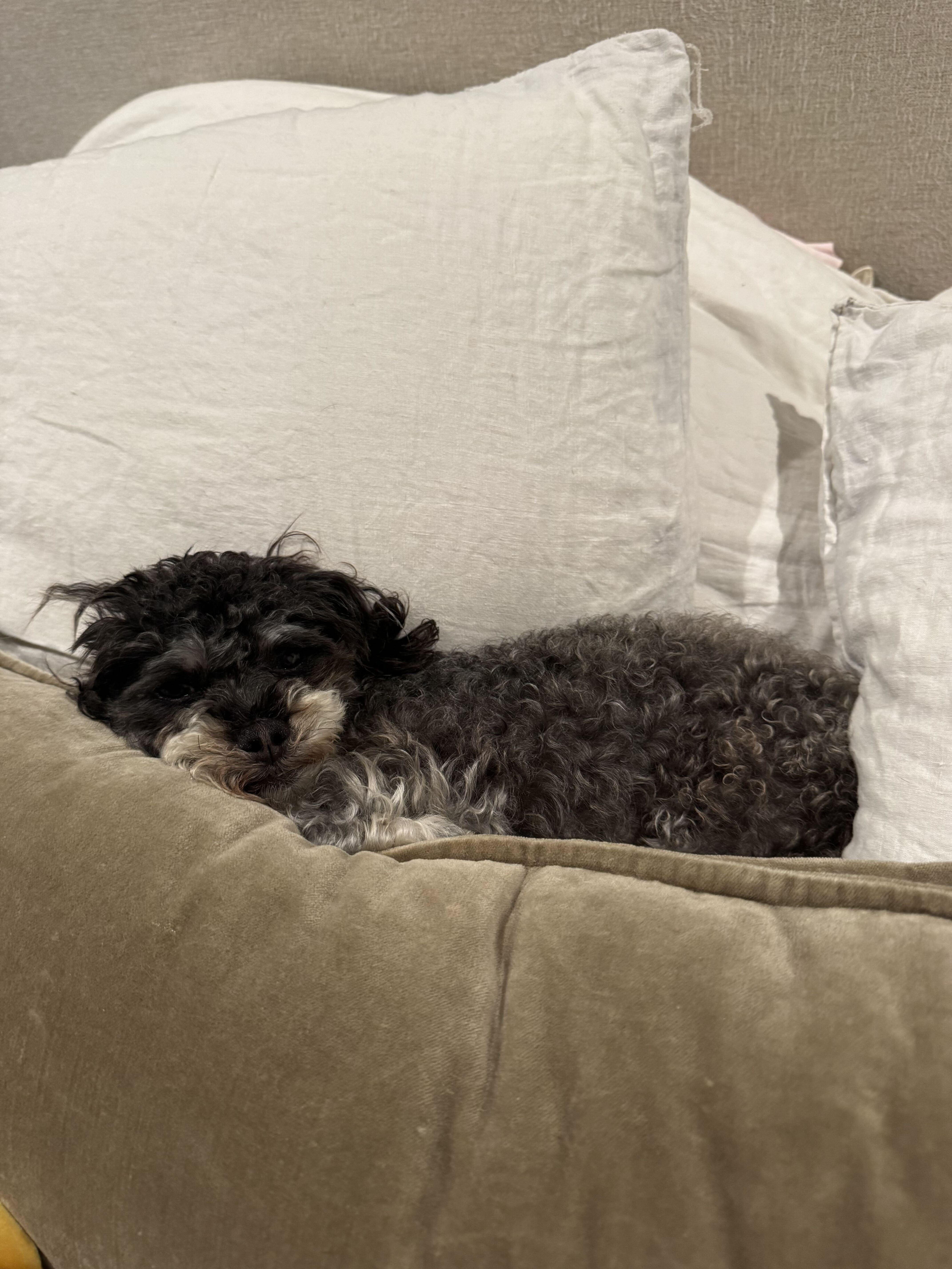 A young small-sized female Gray / Blue / Silver Miniature Poodle dog named Rosie for adoption in Los Angeles, CA