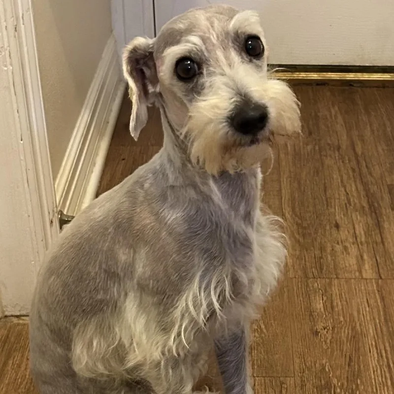 An adult small-sized male Gray / Blue / Silver Miniature Schnauzer dog named Blaze Andrew for adoption in Houston, TX