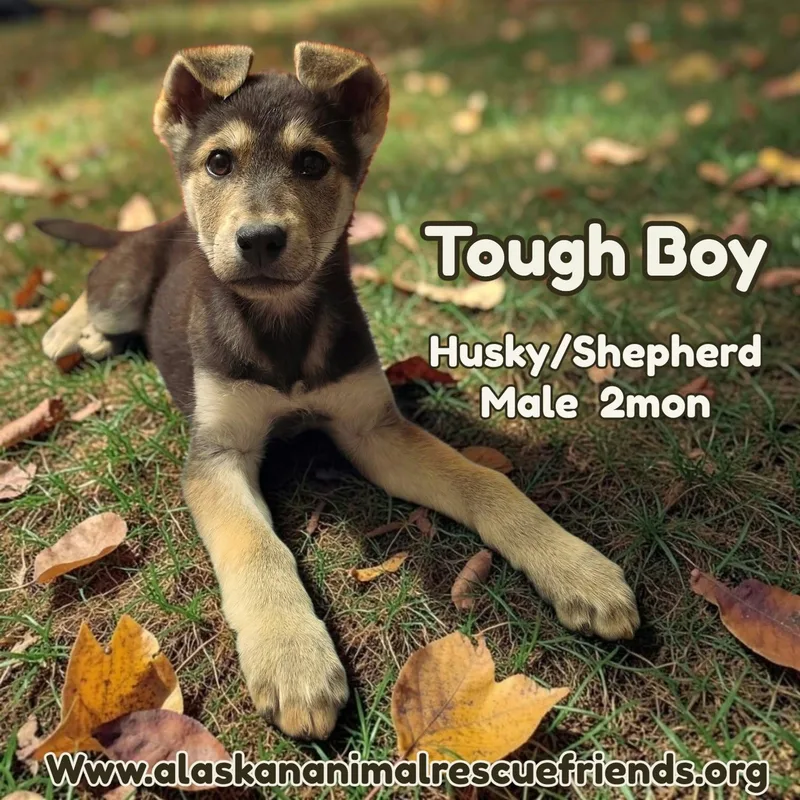 A baby large-sized male Shepherd dog named Tough Boy for adoption in Anchorage, AK