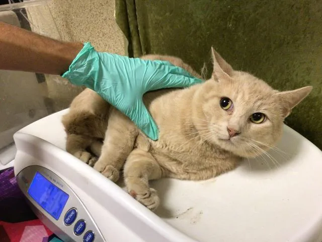 An adult small-sized male Domestic Short Hair cat named Orange for adoption in Riverside, CA
