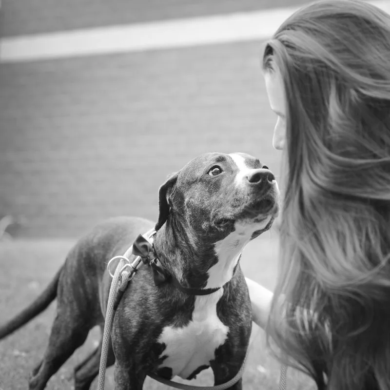 Black Beauty thumbnail 2