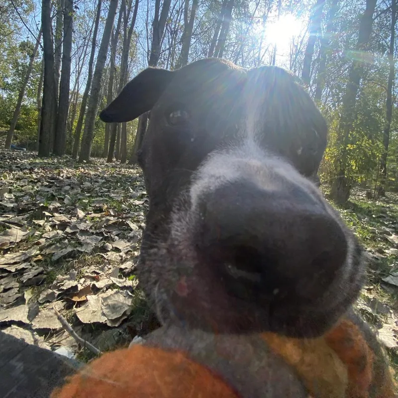 Black Beauty thumbnail 3